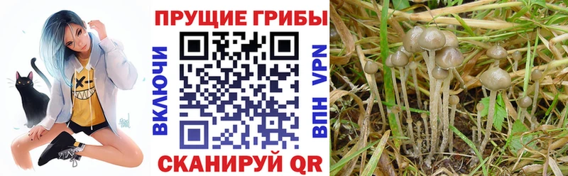 Галлюциногенные грибы мицелий  Купить закладки  Лабинск 